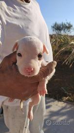 Cuccioli di Pitbull