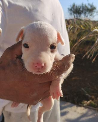 Cuccioli di Pitbull