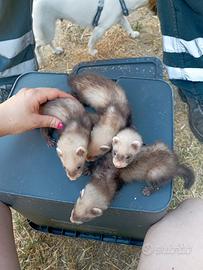 Furetti