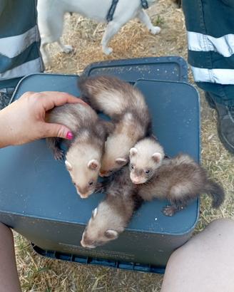 Furetti