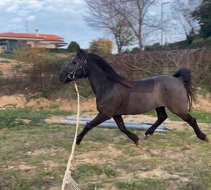 Cavalli