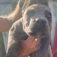 Rimborso spese cuccioli cane corso