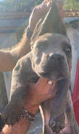 Rimborso spese cuccioli cane corso