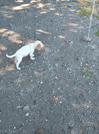 Setter inglesi