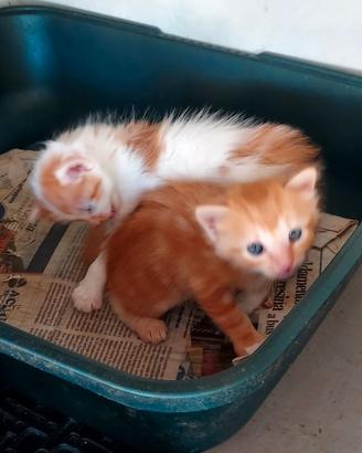 Gattino bianco con macchie banchei