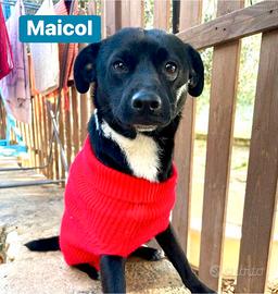 MAICOL Taglia Piccola