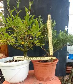 bonsai