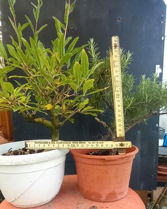 bonsai