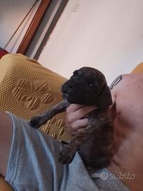 Corso