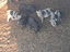 Immagine 3