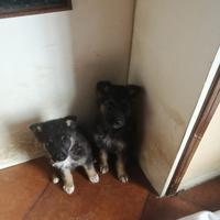 Meravigliosi cuccioli Pastore Tedesco e Terranova