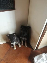 Meravigliosi cuccioli Pastore Tedesco e Terranova