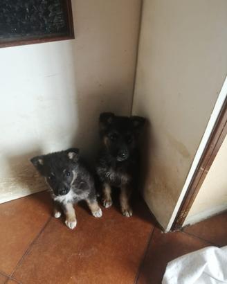 Meravigliosi cuccioli Pastore Tedesco e Terranova