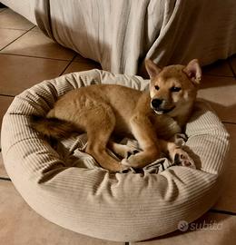 Shiba Inu cucciolo