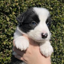 Border collie maschio