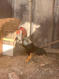 Gallo Aseel