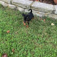 Pinscher cuccioli