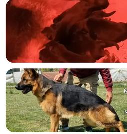 Cuccioli pastore tedesco