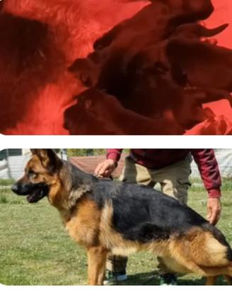 Cuccioli pastore tedesco