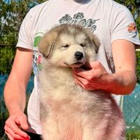 Cuccioli di Alaskan Malamute disponibili