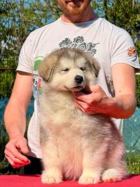 Cuccioli di Alaskan Malamute disponibili