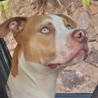 Pitbull per monta maschio