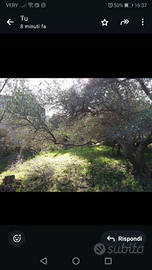 Rudere terreno mq 3000 circa