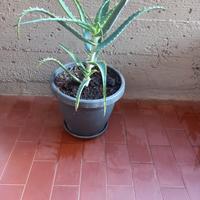 pianta di aloe 