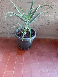 pianta di aloe 