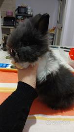 Conigli testa di leone