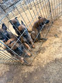 Cuccioli Pastore Belga Malinois