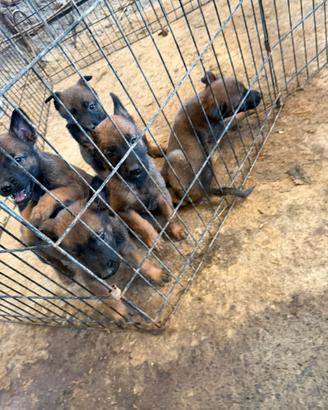 Cuccioli Pastore Belga Malinois