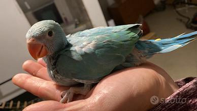 Pappagallo parrocchetto dal collare