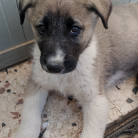 Cuccioli incrocio pastore tedesco e maremmano