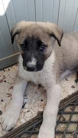 Cuccioli incrocio pastore tedesco e maremmano