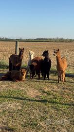 VENDITITA N, 5 ALPACA  MASCHI DOMATI