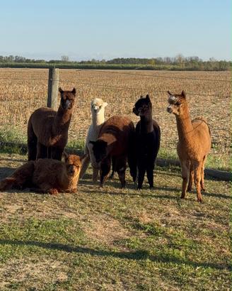 VENDITITA N, 5 ALPACA  MASCHI DOMATI