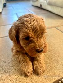 Maltipoo