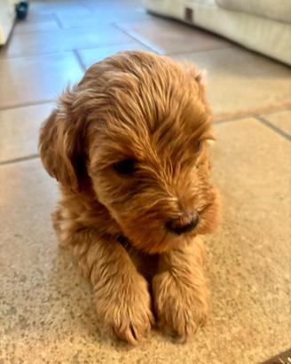 Maltipoo