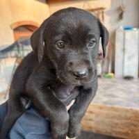 Cucciolo di Labrador