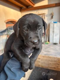 Cucciolo di Labrador