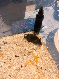 Cuccioli di ratto
