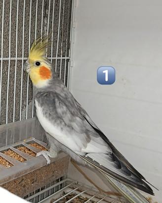 Calopsiti silver