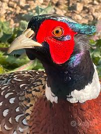 Fagiano della Mongolia