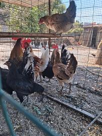 Galline e galletti nani titini