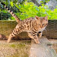 Cucciolo gatto bengala