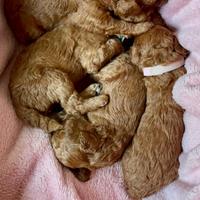 Cucciola di barboncino red