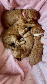 Cucciola di barboncino red