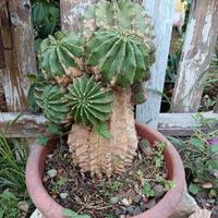 Cactus alto 30 cm in vaso pianta grassa