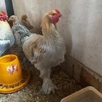 Gallo Brahma Isabella